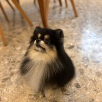 Pomerania nano maschio disponibile per la monta