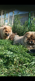 Chow Chow cucciolo