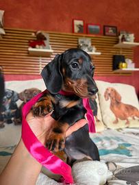 Bassotti tedeschi nani kaninchen pedigree enci