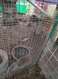 Suricati coppia adulta