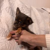 Cuccioli chihuahua