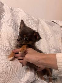 Cuccioli chihuahua