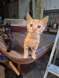 2 gattini