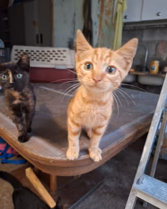 2 gattini