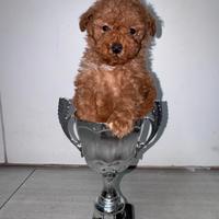 Cucciola barboncina minitoy