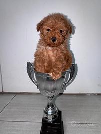 Cucciola barboncina minitoy