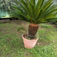 Pianta di cycas revoluta in vaso 70