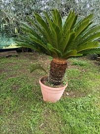 Pianta di cycas revoluta in vaso 70