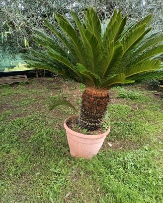 Pianta di cycas revoluta in vaso 70