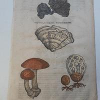 Antica Xilografia del 600 funghi velonosi