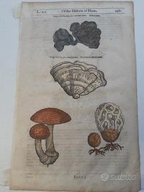 Antica Xilografia del 600 funghi velonosi