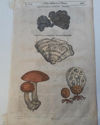 Antica Xilografia del 600 funghi velonosi