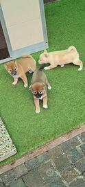 Shiba inu beautiful