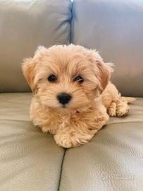 maltipoo cuccioli