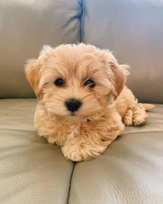 maltipoo cuccioli