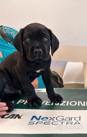 Cucciolo di corso