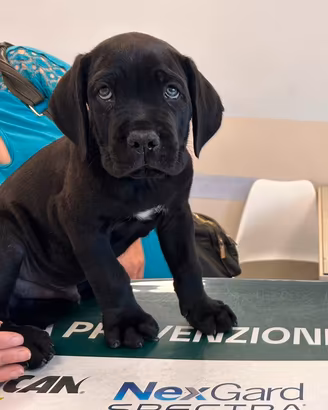Cucciolo di corso