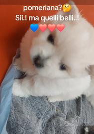 Spitz pomeriana cuccioli