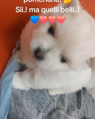 Spitz pomeriana cuccioli