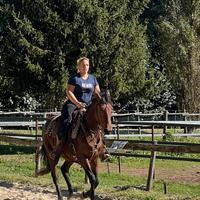 Cavallo Tolfetano Castrone Baio