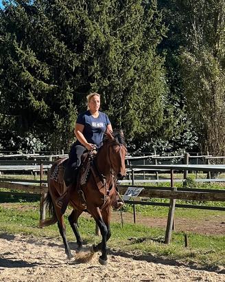 Cavallo Tolfetano Castrone Baio