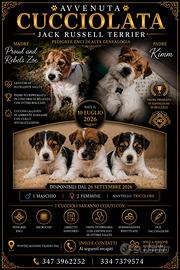 Jack Russell Terrier - Cuccioli disponibili