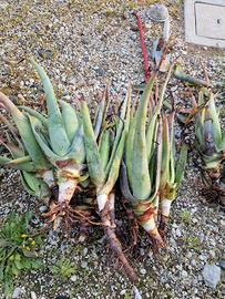 piante aloe vera