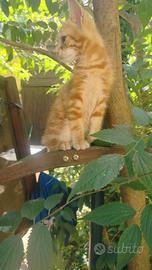 Gattino rosso tigrato mix Norvegese