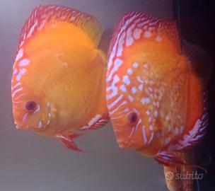 Coppia Discus XXL 