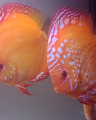 Coppia Discus XXL 