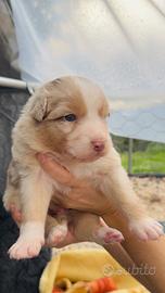 Cuccioli Pastore Australiano / Australian Shepherd