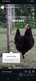 Galline marans