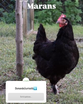 Galline marans