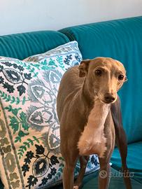 Cagnolina