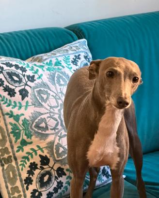 Cagnolina