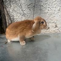 Conigli ariete femmine