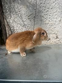 Conigli ariete femmine