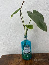 Piante nel vaso
