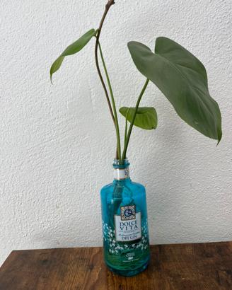 Piante nel vaso