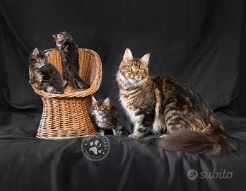 Maine coon cucciolo