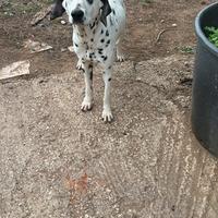 Dalmata