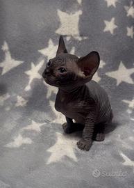 Cuccioli di Canadian Sphynx