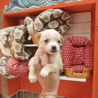 Chihuahua Mix Maschietto