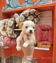 Chihuahua Mix Maschietto