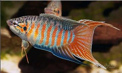 macropodus opercularis