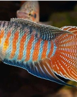 macropodus opercularis