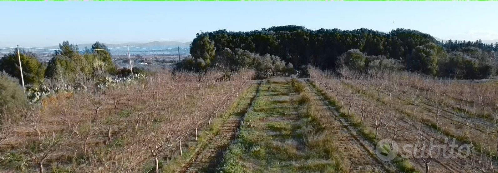 Terreno piantumato. MANDORLETO in produzione - Vista 3