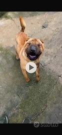 Femmina di Shar pei due anni ReGal0