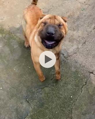 Femmina di Shar pei due anni ReGal0