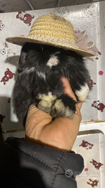 Cuccioli coniglio ariete nano varie colorazioni